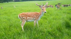 Dublin Deer Herd in Europe Infected with COVID-19 Virus from Humans Raises Concern About Further Spread