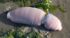 Thousands of Bizarre 'Penis Fish' Wash Up on Argentine Beaches After Storm; Fishermen Flock to Grab These Greatly Sought-After 10-Inch Sea Worms