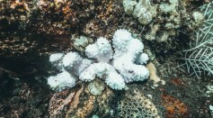 Curcumin Shows Promising Results in Shielding Coral from Climate Change-Induced Damage