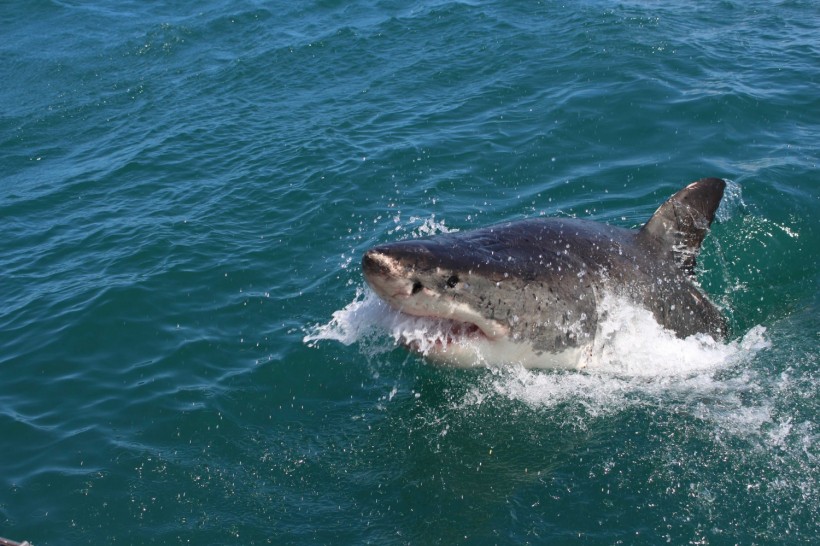 Cocaine Sharks: Scientists Think These Apex Predators Could Be Feasting on Bales of Drugs Dumped in the Ocean