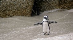 magellanic penguin 