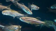 Zebrafish in Space? China Pioneers Experiment on Tiangong Space Station, Hoping To Mitigate Bone Loss in Astronauts