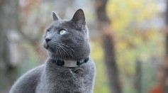 Four-Eared Cat Born With Genetic Mutation; How Does This Condition Affect Feline Hearing Mechanism?
