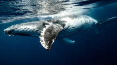 The Loneliest Whale: What Did Happen to the Search for 52?