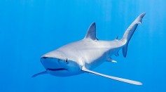 Requiem Shark Feeding on School of Atlantic Menhaden Caught on Camera [Watch]