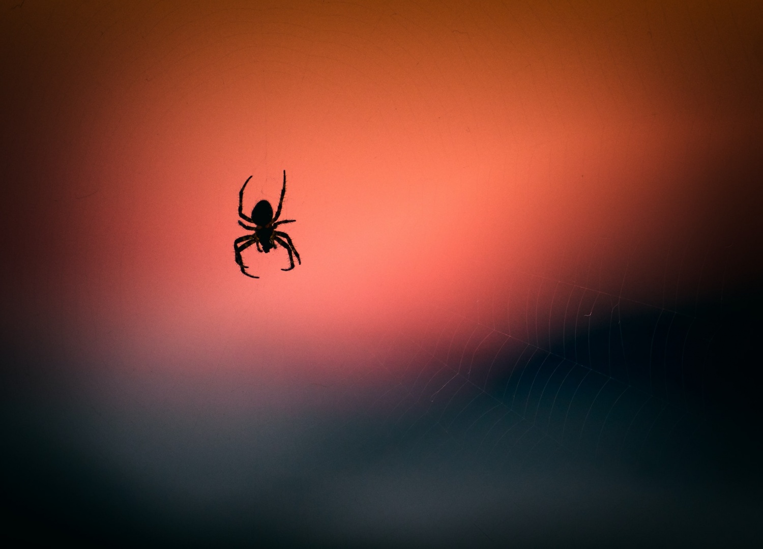 New Species of Giant Crab Spider Discovered in the  Rainforest