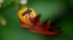West Nile Virus Infecting Many Parts of the US; Experts Blame Climate Change For the Increasing Mosquito-Borne Diseases