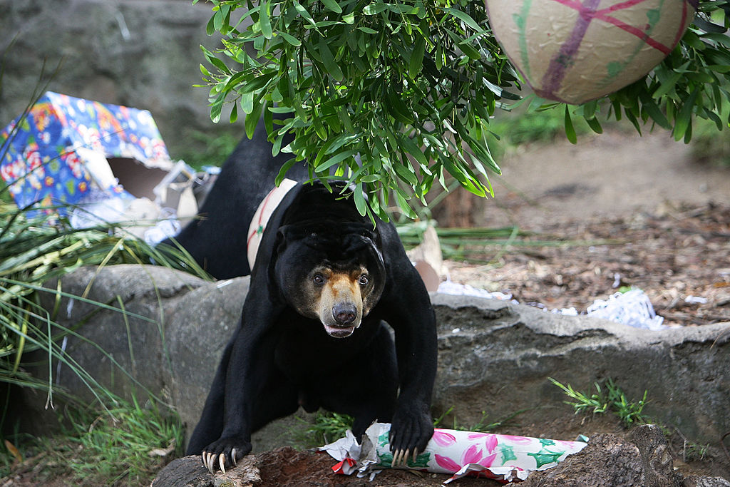 Could Chinese zoo's sun bear be 'man in costume' netizens wonder