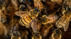 Bees' Origin Traced Back 120 Million Years Ago to Ancient Supercontinent Gondwana, Rewriting Evolutionary History