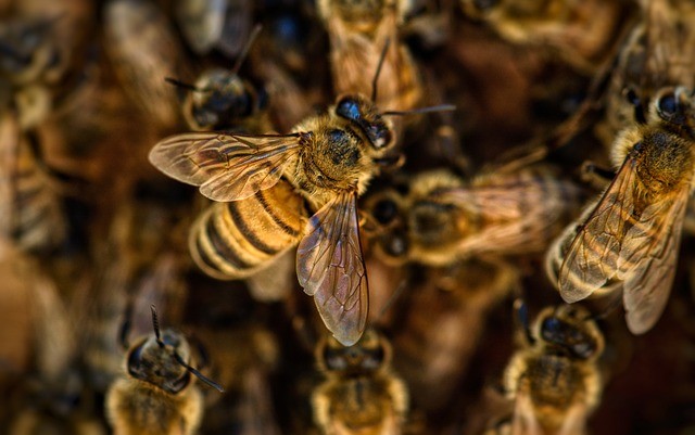 Bees' Origin Traced Back 120 Million Years Ago to Ancient Supercontinent Gondwana, Rewriting Evolutionary History