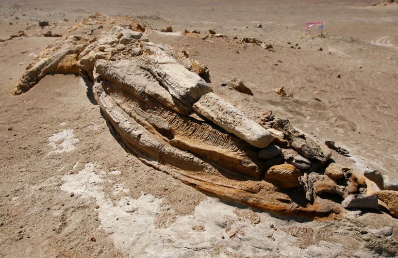 The fossilized jaw of a whale lies on th