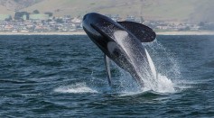 Playful Orcas in Atlantic Engage in Dangerous Game by Targeting Small Boats, Expert Says