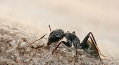 Do Ants Feel Pain? Insects Can Sense Damage But Don't Experience The Same Ache Humans Do