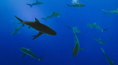 Hotter Oceans Fueling Aggression in Sharks; Scientists Warn as Record Temperatures Are Reached Due to Worsening Climate Change