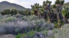 Joshua Tree Forest in Mojave National Preserve Might Be Gone Forever as Wildfire Altered Desert Landscape