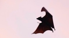 Bats Experience Reduced Activity at Solar Farms, Highlighting Need for Sustainable Energy Planning