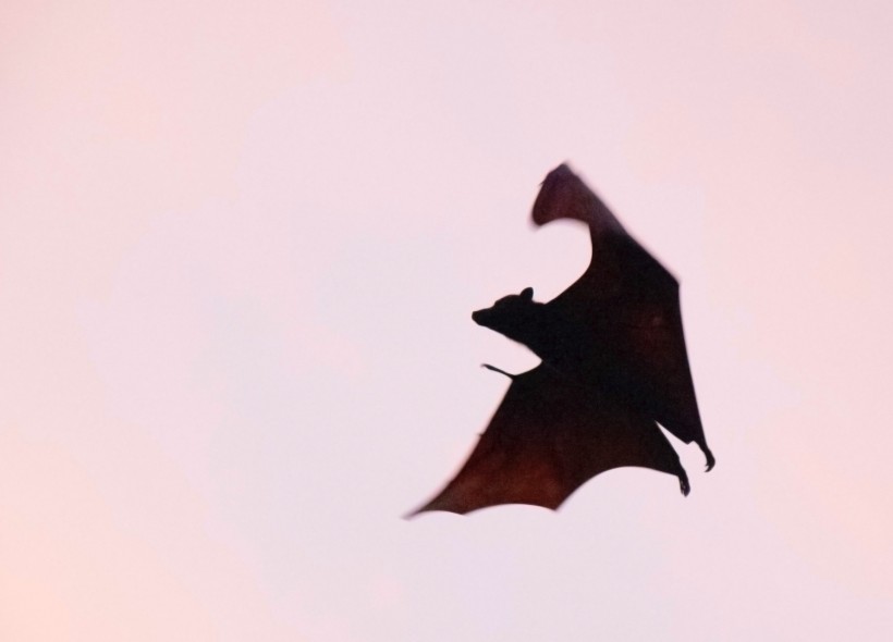 Bats Experience Reduced Activity at Solar Farms, Highlighting Need for Sustainable Energy Planning