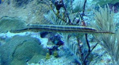 Trumpetfish Swims Along Larger Fish to Hide While Hunting in Degraded Coral Reef [Study]