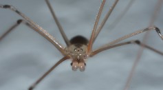 New Species of Blind, Colorless Daddy Longlegs Spiders Found in Australia's Arid West and Réunion Island