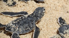 Baby Sea Turtles Embark on Their Journey: A Tale of Survival and Resilience