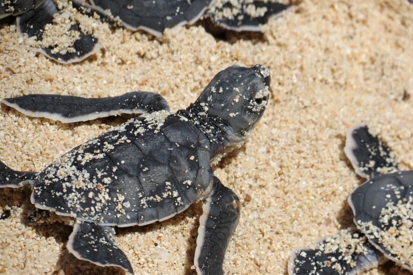 Rùa biển con bắt đầu hành trình của chúng: Câu chuyện về sự sống còn và khả năng phục hồi