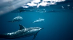 Whales, Dolphins Are Already Partly Made of Plastic Due to Ocean Pollution [Study]