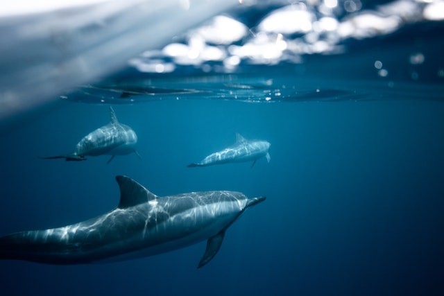 Whales, Dolphins Are Already Partly Made of Plastic Due to Ocean Pollution [Study]