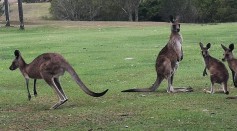 Do Male Kangaroos Have Pouches? Everything You Need to Know About Boomers, Why They Are So Buff