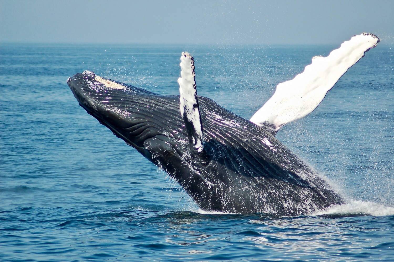 Humpback Whale Seen Seemingly Frozen in Handstand Pose Experts