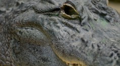 World's Largest Living Crocodile in Captivity Might Surpass Previous Measurements, Having Grown Since 2011 Assessment