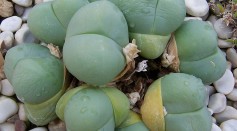 South African Succulent 'Baby's Bum': A Cheeky Delight in the World of Plants