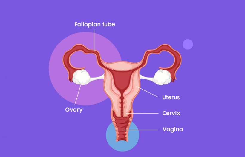 Anatomy of the Cervix