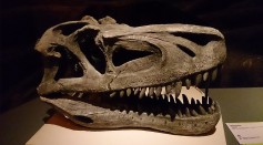 Triassic Era Reptile Has Weaker Bite Than Previously Thought; Ancient Apex Predator Could Not Even Crunch a Bone