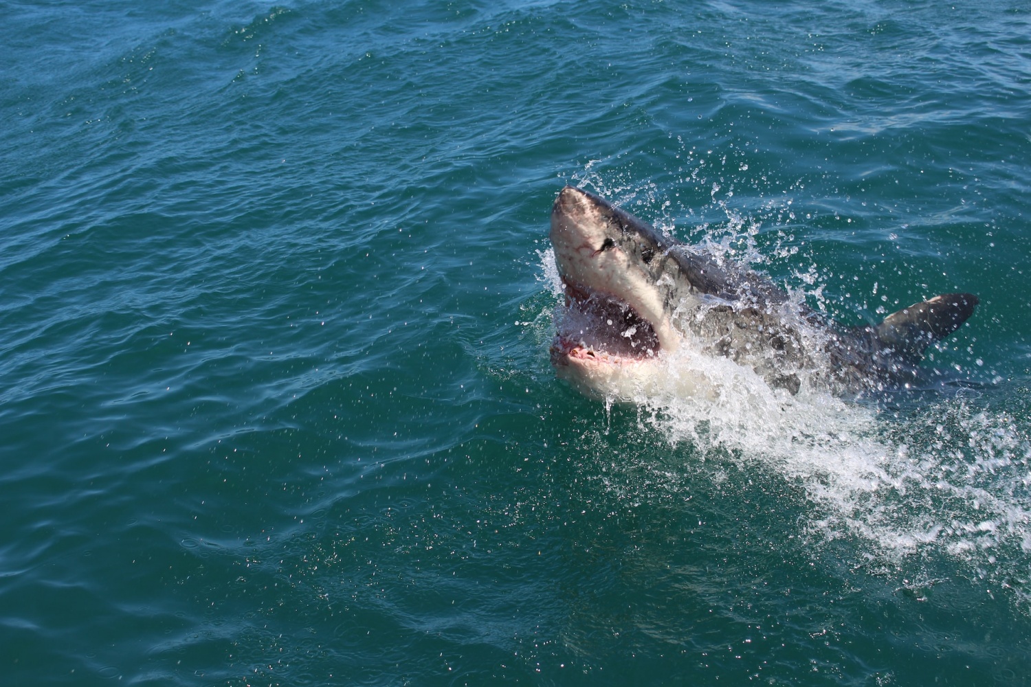 Mysterious shark washes up on Salmon River beach near Riggins, Local