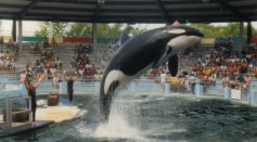 Lolita the Orca Dead: Beloved Killer Whale at Miami Seaquarium Dies Before Planned Release to Ocean