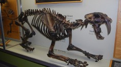 Saber-Toothed Cats, Dire Wolf, More Become Extinct Due to Wildfires, Human Dynamics [Study]