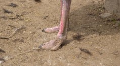 Ostrich People Mystery Solved: Doma Tribe Members' Deformed Feet Enabling Them to Climb Trees Faster Not Due to Evolution But Genetic Mutation 