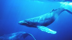 Humpback Skin Care Routine: Whales Roll in Ocean Floor to Exfoliate, Reduce Infection From Bacteria