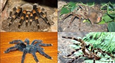 New Tarantula Species With Golden Hairs Discovered in Iran Through Social Media [See Photo]