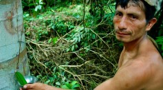 Shaman Healer in Peru, collecting the sap of a Croton lechleri tree.