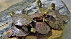 26 People Afflicted Across 11 States in Salmonella Outbreak Linked to Small Turtles; Illegal Sales Continue Despite Ban