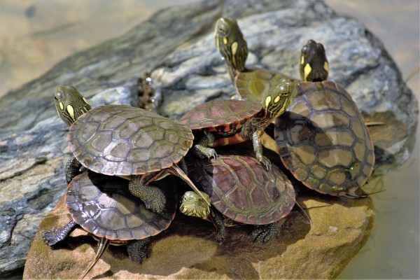 Small turtles bought online linked to salmonella outbreak affecting  children 