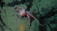 Octopus Garden: Scientists Uncover the Mystery of the Thriving Deep-Sea Community Near Central California's Extinct Underwater Volcano