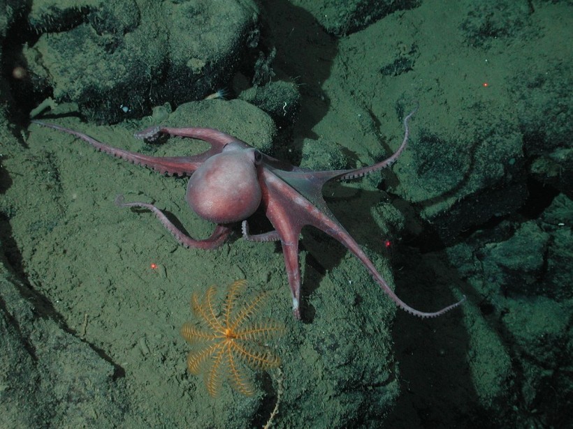 Vườn bạch tuộc: Các nhà khoa học khám phá bí ẩn về cộng đồng bạch tuộc gần núi lửa dưới biển sâu đã tuyệt chủng ở miền Trung California