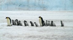 Devastating Die-Off of Emperor Penguin Chicks Linked to Unprecedented Sea Ice Decline in West Antarctica