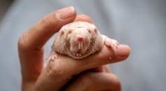 Longevity Genes From Naked Mole Rats Successfully Transferred Into Mice To Improve Their Lifespan