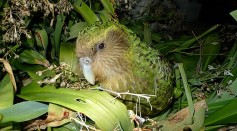 Endangered Kākāpō Parrots Endemic to New Zealand Have Had Their Genomes Sequenced; DNA Could Help Save  Flightless Birds From Extinction