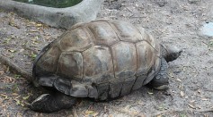  Turtle Shells Keep a Record of Humanity’s Nuclear History, Provides Clue on the Effect of Warfare and Energy Production in the Future