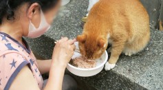 Why Do Cats Love Tuna? Umami Taste Receptors in Felines Explained