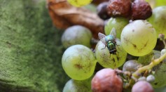 Is it Safe to Drink Wine After a Fruit Fly Lands in It? The Surprising Science Behind Insect Contamination